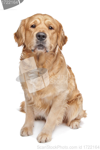 Image of Golden Retriever