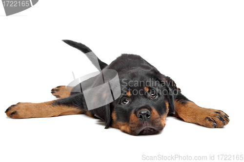 Image of rottweiler puppy