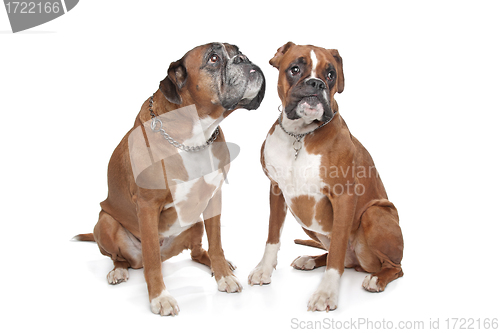 Image of Two plain fawn Boxer dogs