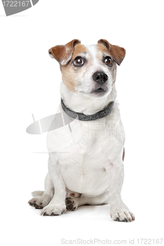 Image of Jack Russel Terrier