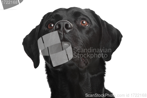 Image of Black Labrador