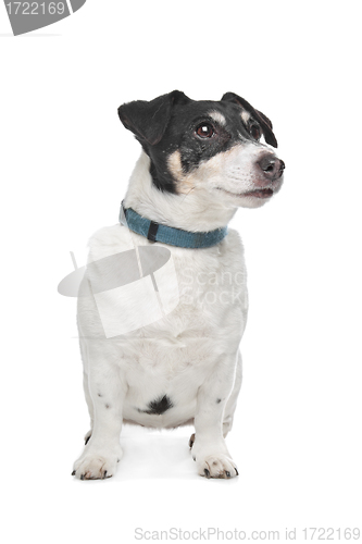 Image of Jack Russel Terrier