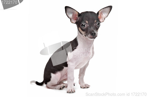 Image of short haired chihuahua puppy