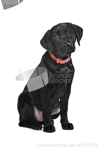 Image of Black Labrador puppy