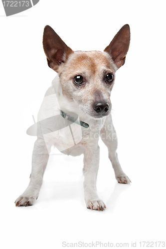 Image of Jack Russel Terrier