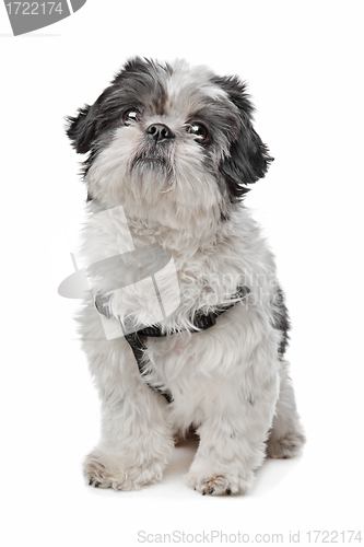 Image of Shih Tzu