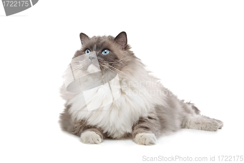 Image of Ragdoll cat