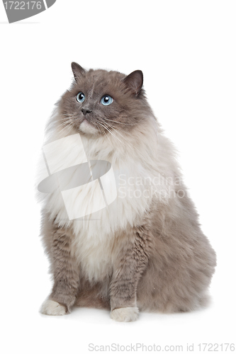 Image of Ragdoll cat