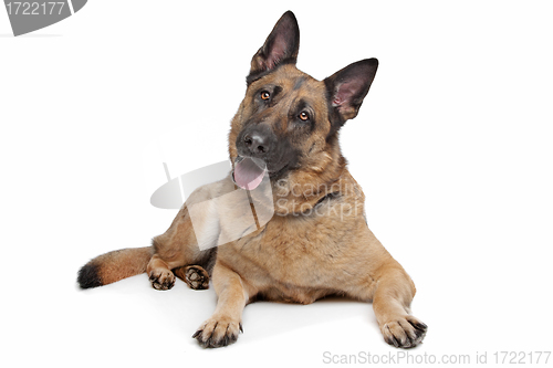 Image of German Shepherd