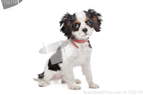 Image of Cavalier King Charles Spaniel