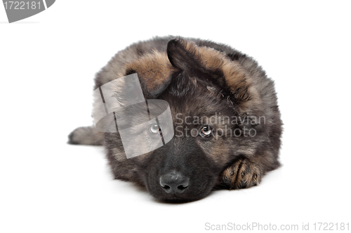 Image of Shepherd puppy