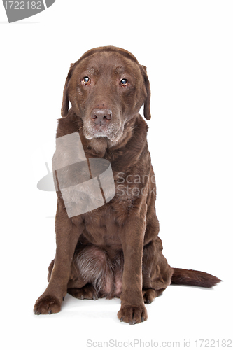 Image of Old sad chocolate Labrador
