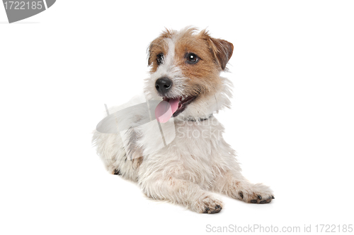 Image of Jack Russel Terrier