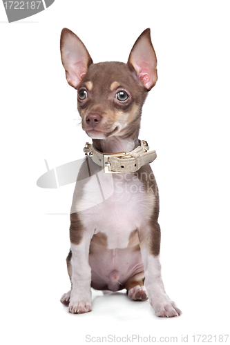 Image of short haired chihuahua puppy