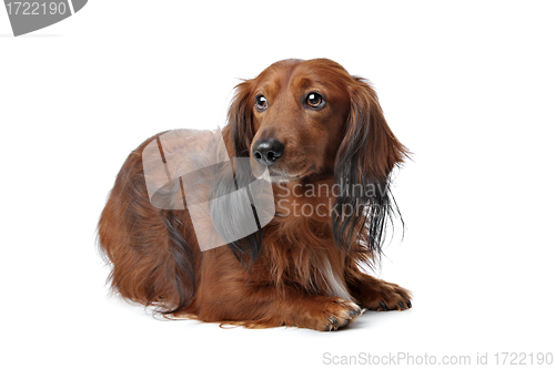 Image of Dachshund