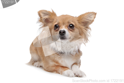 Image of mixed breed Chihuahua