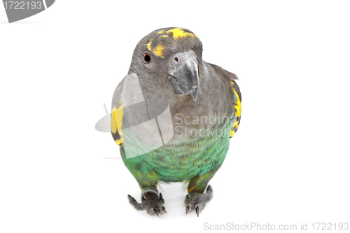 Image of Meyer Parrot