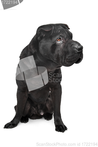 Image of Black shar-Pei