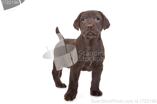 Image of Chocolate Labrador puppy