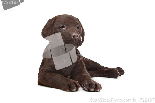 Image of Chocolate Labrador puppy