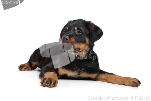 Image of rottweiler puppy