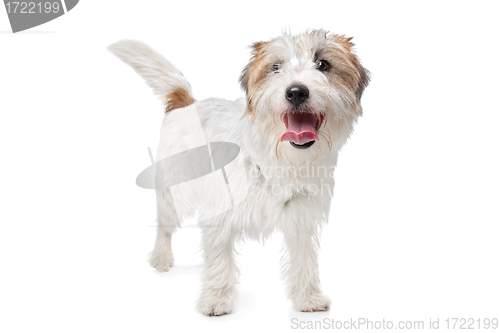 Image of Jack Russel Terrier