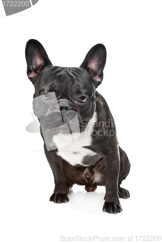 Image of Black and White French Bulldog