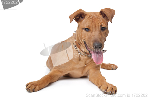 Image of mixed breed dog