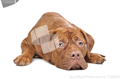 Image of Dogue de Bordeaux