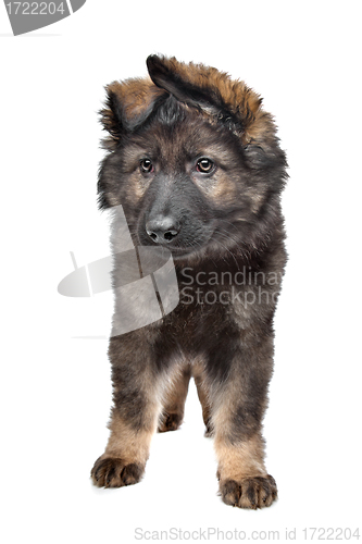 Image of Shepherd puppy
