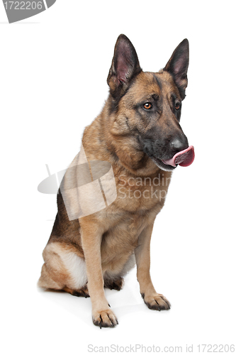 Image of German Shepherd