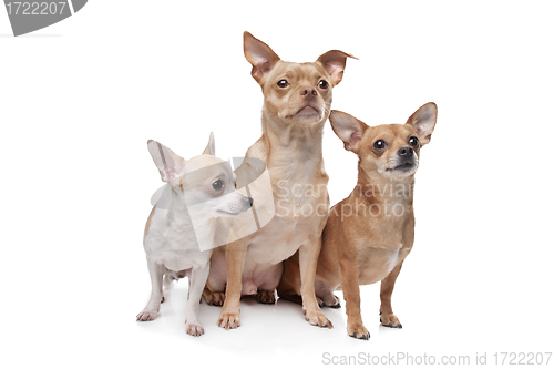 Image of three chihuahua dogs