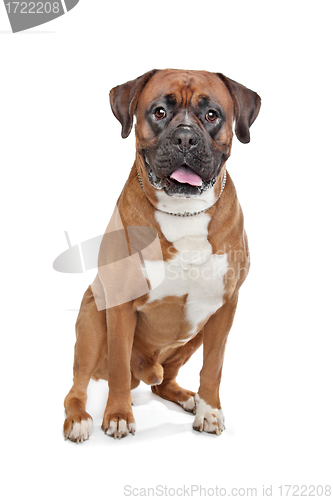 Image of Boxer dog