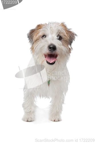 Image of Jack Russel Terrier