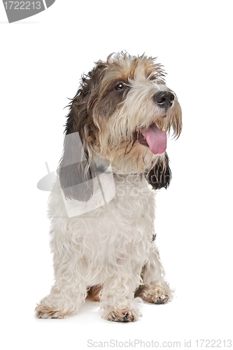 Image of Basset Griffon Vendeen