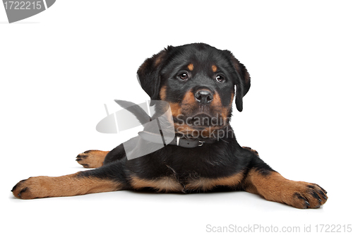 Image of rottweiler puppy