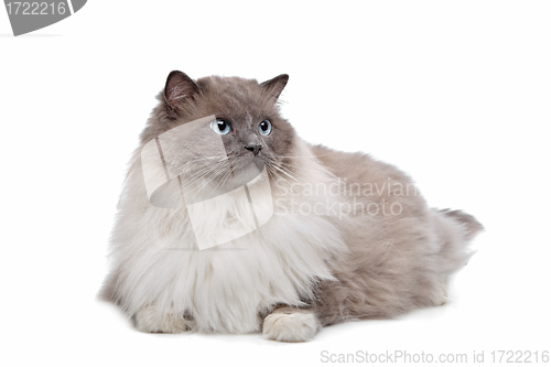 Image of Ragdoll cat