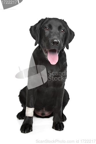 Image of Black Labrador puppy