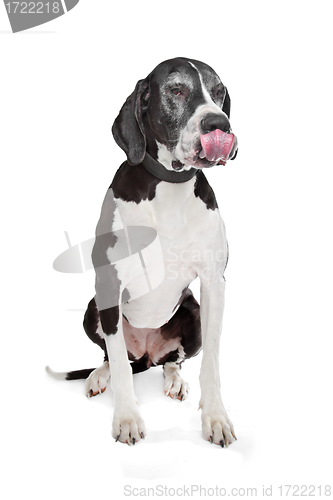 Image of great dane