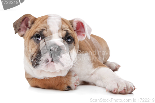 Image of English bulldog puppy