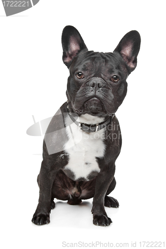 Image of Black and White French Bulldog