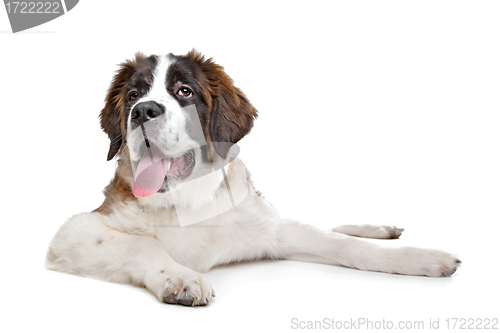 Image of St Bernard puppy