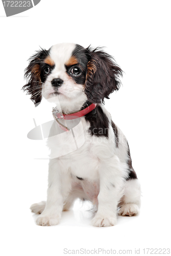 Image of Cavalier King Charles Spaniel