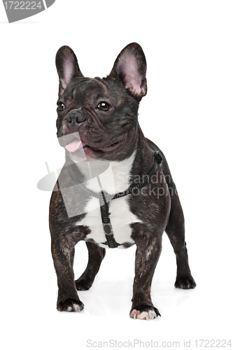 Image of Black and White French Bulldog