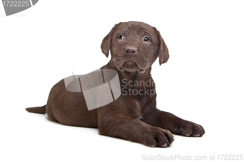 Image of Chocolate Labrador puppy