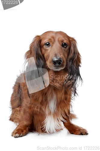 Image of Dachshund