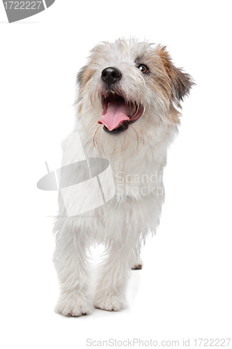 Image of Jack Russel Terrier