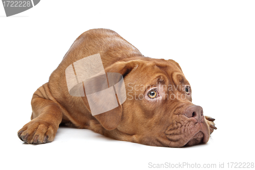 Image of Dogue de Bordeaux