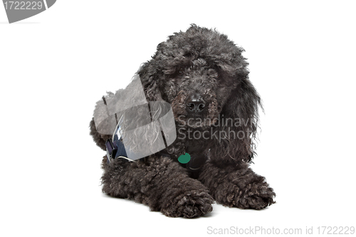 Image of Black Poodle