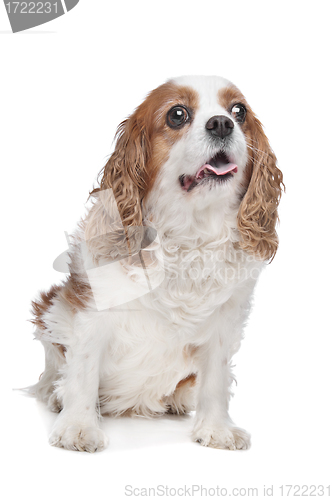 Image of Cavalier King Charles Spaniel